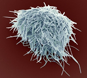 Images Dated 25th February 2011: SEM Print of Dental Plaque Bacteria, x1000 magnification