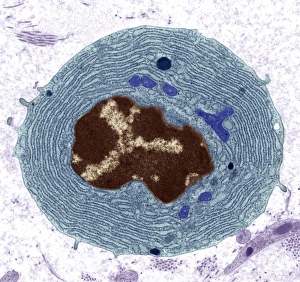 Coloured TEM Images Prints: Plasma cell, TEM