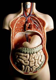 Images Dated 1985: Human Torso Anatomy Print - Ventral View