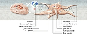 Blood Clotting Process Prints: Platelet activation, artwork