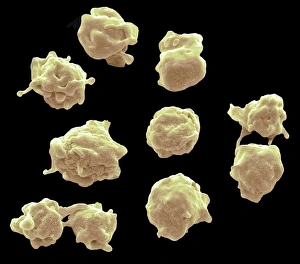 Blood Clotting Process Prints: Platelets, SEM C016 / 3091