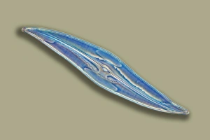 Frustule Structure Prints: Pleurosigma sp diatom, light micrograph