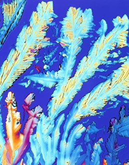 PLM of crystals of magnesium citrate drug PLM of crystals of magnesium citrate drug