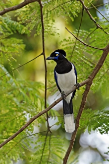 Jungle Bird Photography Prints: Plush-crested jay in a tree