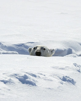 Polar bear Print, Baffin Island Canada