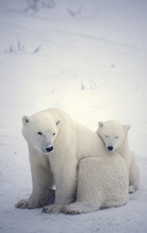 Mother Polar Bear Prints: Polar bear and cub