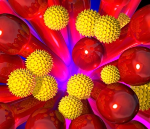 Prints of Pollination. Computer artwork of pollen grains (yellow spiky balls) on the pistil (red) of a flower. Pollen grains contain the male sex cells (gametes) of a flowering plant Images Dated 2001 November: Pollen Pollination Print - Yellow pollen grains on a red flower pistil