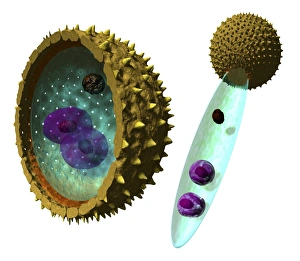 Pollen Grain Morphology Prints: Pollen cell structures, artwork