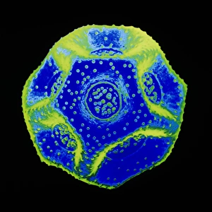 Pollen of Chickweed flower Pollen of Chickweed flower