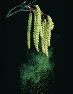 Images Dated 1985: Italian Alder Tree Pollen Dispersal Print