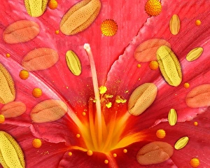 Images Dated 25th May 2005: Pollen and Flower Print