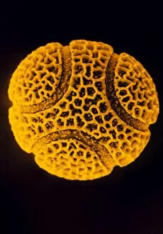 Images Dated 18th November 2002: Pollen grain of the passion flower