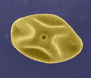 Pollen Grain SEM Prints: Pollen grain, SEM