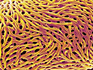 Prints of Pollen grain surface. Coloured scanning electron micrograph (SEM) of the surface of a pollen grain Images Dated 2005 December: Pollen Grain Surface Print, SEM