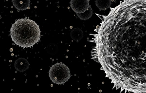Pollen Grains Prints: Pollen grains