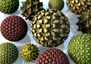 Pollen Grain Morphology Prints: Pollen grains, computer artwork