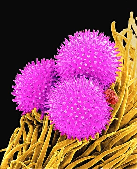 Pollen Grains SEM Prints: Pollen grains, SEM