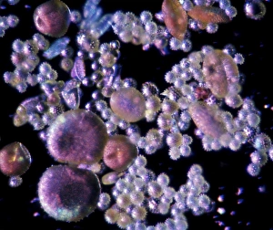 Light Microscopy Images Prints: Pollen, light micrograph