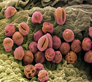 Pollen Grains SEM Prints: Pollen, SEM