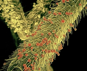 Pollen Transfer Mechanism Prints: Pollen on stink bug, SEM