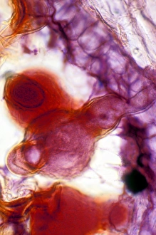 Light Microscopy Images Prints: Pollen tube, light micrograph