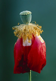 Pollinated poppy Pollinated poppy