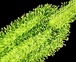 Coloured Scanning Electron Micrograph Prints: Pollination, SEM