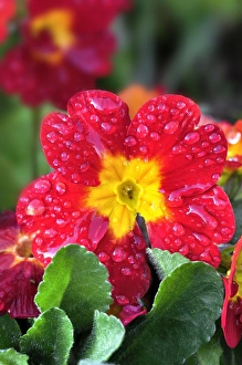 Images Dated 13th September 2011: Polyanthus Print after Rain, Dorset