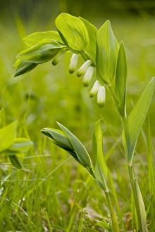 Polygonatum Odoratum Prints: Polygonatum odoratum