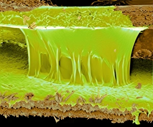 Prints of Polyurethane glue. Coloured scanning electron micrograph (SEM) of polyurethane glue between two surfaces Images Dated 2002 October: Polyurethane glue Print: SEM image of dried adhesive between two surfaces