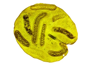 Light Micrograph Images Prints: Pond snail egg masses, light micrograph