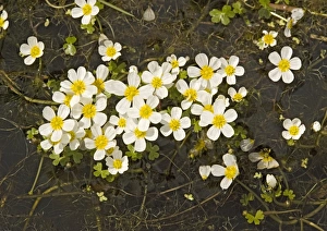 Pond water-crowfoot (Ranunculus peltatus) Pond water-crowfoot (Ranunculus peltatus)