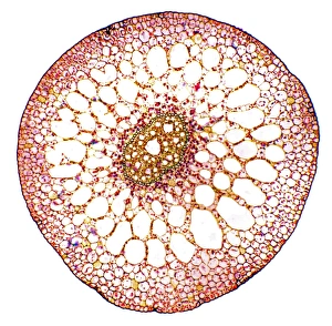Aquatic Plant Structure Prints: Pondweed stem, light micrograph