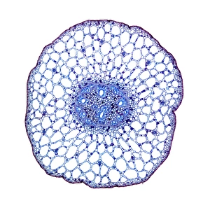 Prints of Pondweed stem. Light micrograph of a transverse section through the stem of a pondweed (Potamogeton sp.) plant. At centre is the vascular system of xylem and phloem tissues Images Dated 2010 September: Pondweed Stem Print