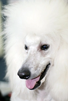 White Fluffy Dogs Prints: Poodle