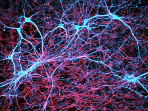 Human Body Prints: Rat neural stem cells, differentiated into neurons and glial cells, print