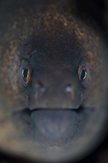 Ocean Wildlife Photography Prints: Portrait of a giant moray eel
