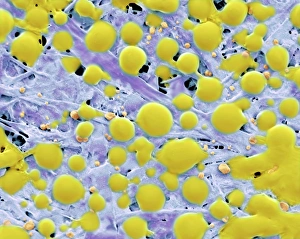 Images Dated 15th October 2002: SEM Post-it note Print: Spheres of adhesive on the back of a Post-it note