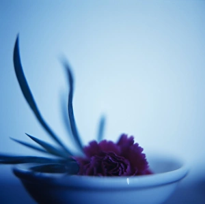 Dried Flower Arrangement Prints: Pot-pourri