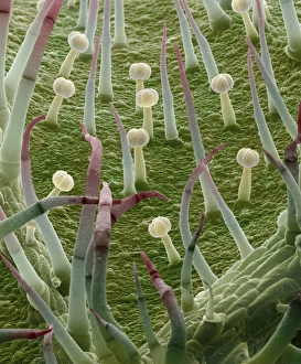 Prints of Potato leaf. Coloured scanning electron micrograph (SEM) of the surface of a potato leaf (Solanum tuberosum). It is covered in hair-like growths called trichomes Images Dated 2007 June: SEM Print of Potato Leaf with Trichomes