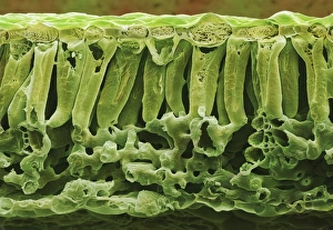 Images Dated 10th April 2013: Potato Leaf Print, SEM