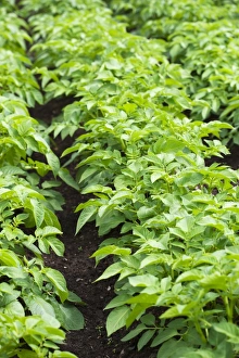 Vegetable Patch Prints: Potato plants in a vegetable patch