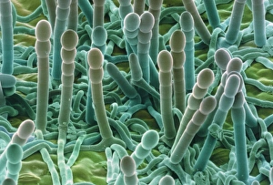 Coloured SEM Images Prints: Powdery mildew on leaf