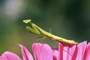 Praying Mantis Images Prints: Praying mantis