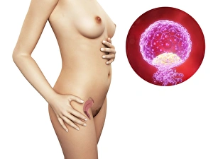 Human Embryo Development Prints: Pregnancy - implanted blastocyst, artwork F006 / 2436