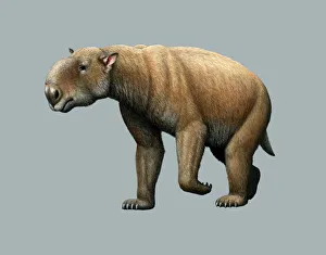 Prehistoric giant wombat, artwork Prehistoric giant wombat, artwork