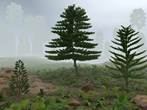 Images Dated 14th February 2011: Prehistoric Trees Print
