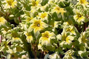 Wildflowers UK Prints: Primrose (Primula Francesca )