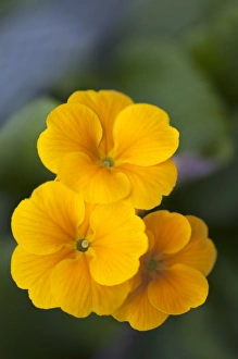 Angiosperm Images Prints: Primrose (Primula polyanthus)