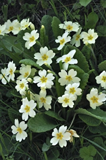 Primrose Flowers Prints: Primrose (Primula sp. )
